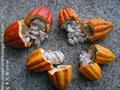 Theobroma cacao
